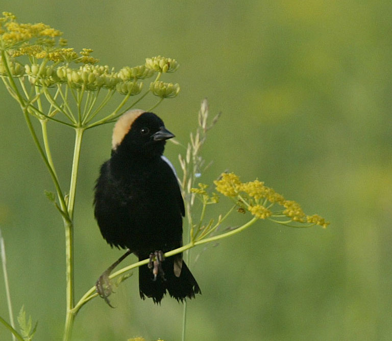 Male Bobolink