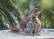 Brown Thrasher