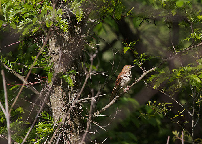 Brown Thrasher