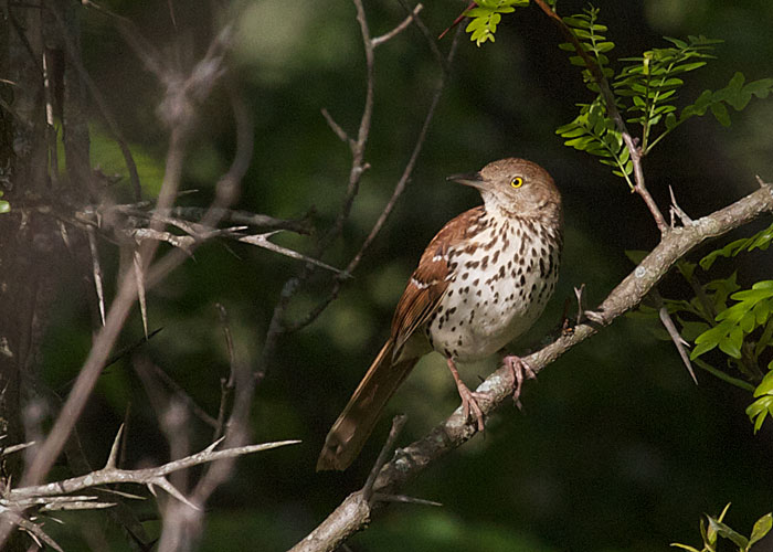 Brown Thrasher