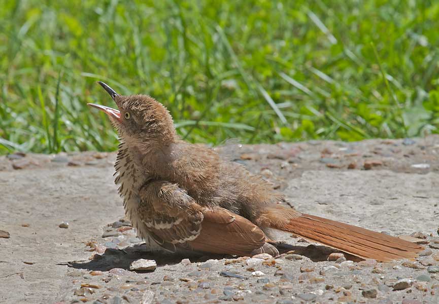 Brown Thrasher