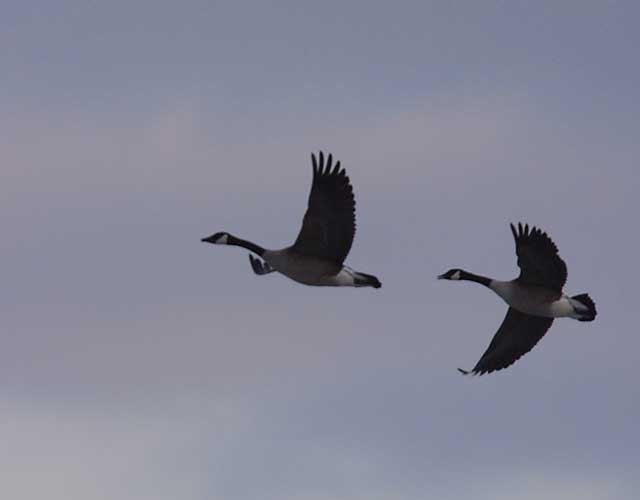 Canada Geese