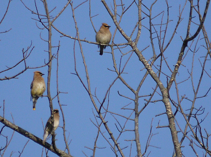 Cedar Waxwings