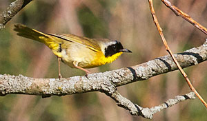 Common Yellowthroat