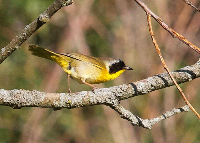 Common Yellowthroat