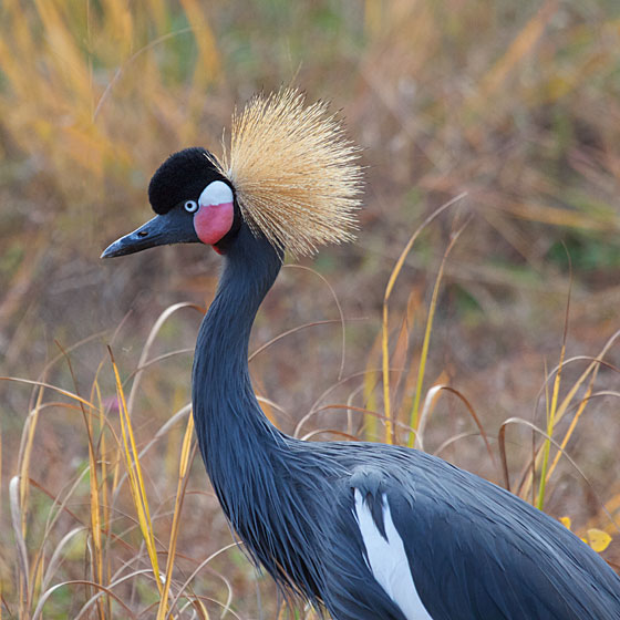 Black Crowned-Crane