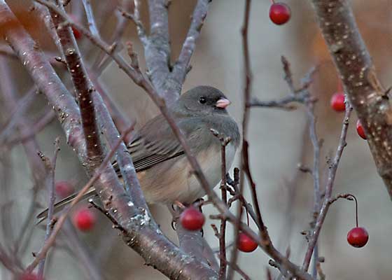 Dark-eyed Junco