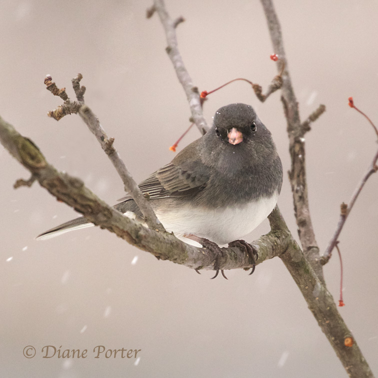 Dark-eyed Junco