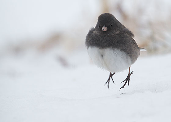Dark-eyed Junco