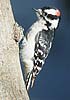 Downy Woodpecker