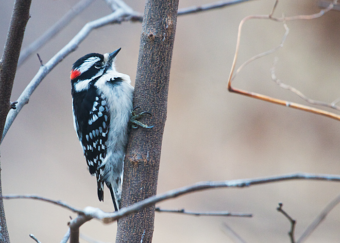 Downy Woodpecker