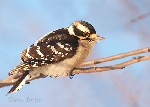 Downy Woodpecker
