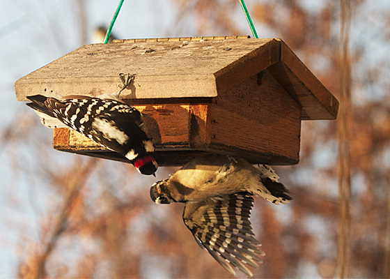 Downy Woodpeckers