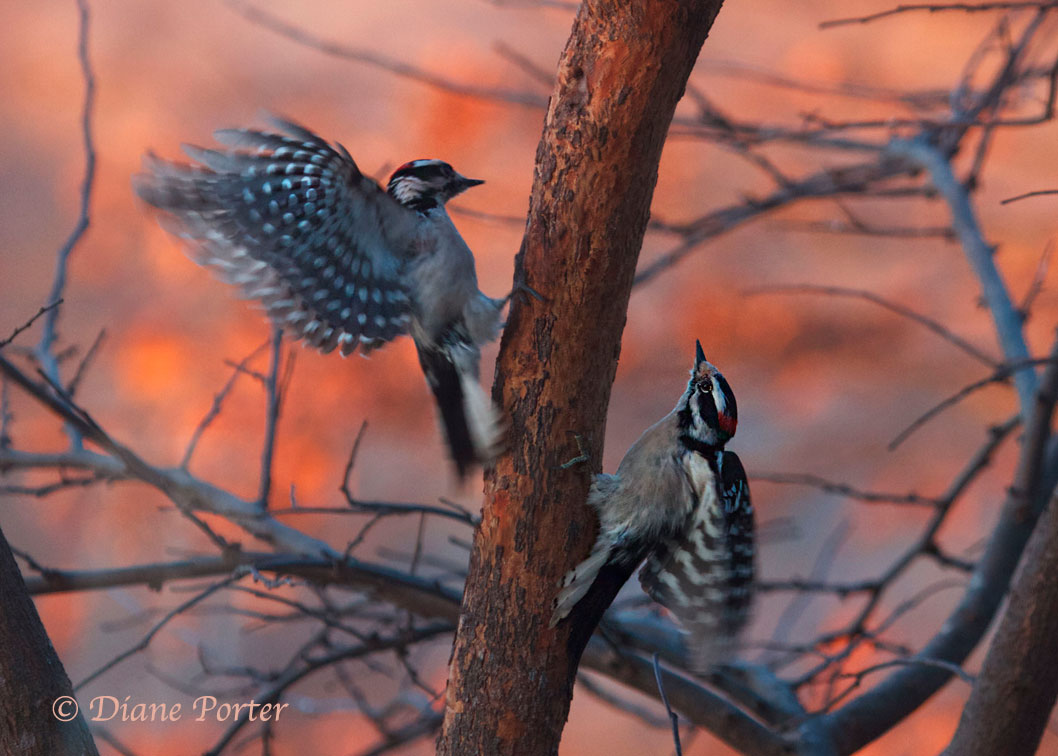 Downy Woodpeckers