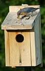 Female Bluebird