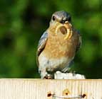 Female Bluebird