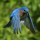 Male Eastern Bluebird