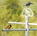 Bluebird Ballet