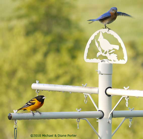 Bluebird Ballet