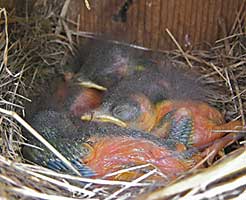 Eastern Bluebirds