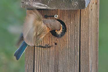 Eastern Bluebirds