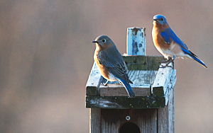 Eastern Bluebirds