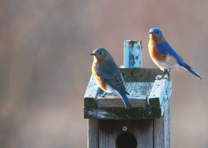 Eastern Bluebirds