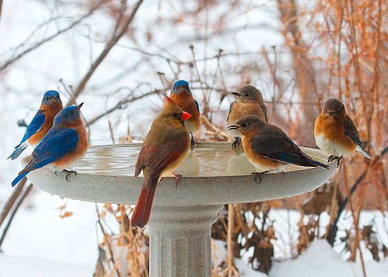 6 Bluebirds, 1 Cardinal