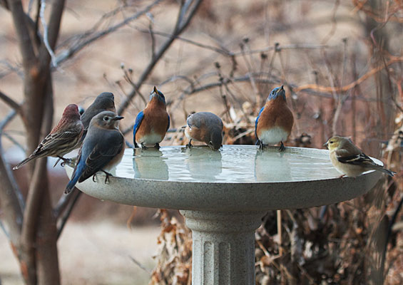 Party at the Birdbath