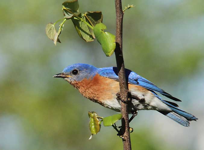 Eastern Bluebird