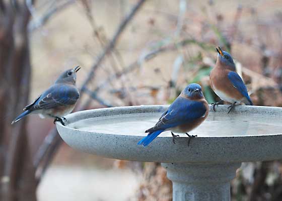 Eastern Bluebirds