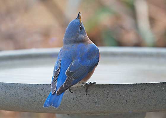 Eastern Bluebird
