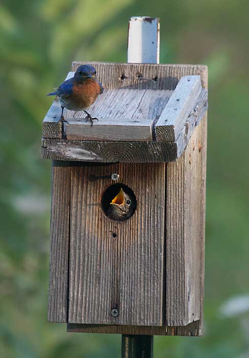Eastern Bluebirds