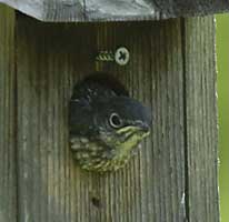 Bluebird