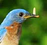 Eastern Bluebird