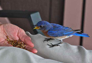 Bluebird on knee
