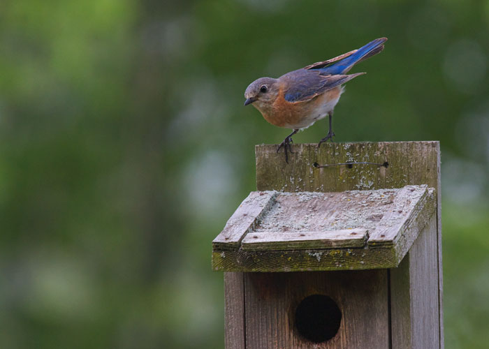 Eastern Bluebird