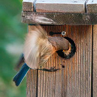 Feeding