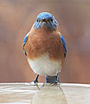 Bluebird