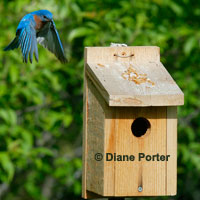 Bluebird House