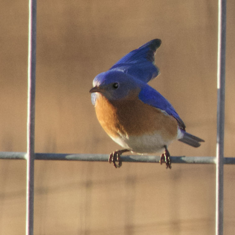 Bluebird Waving
