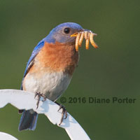 Eastern Bluebird