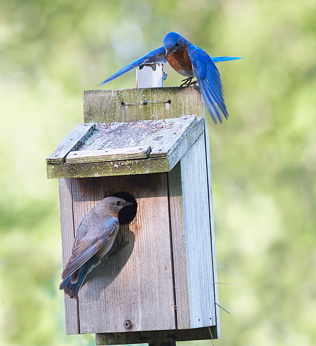 Eastern Bluebirds