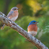 Bluebird Pair