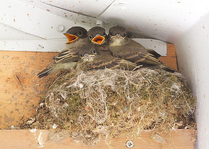 Eastern Phoebes