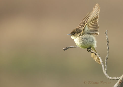 Eastern Phoebe