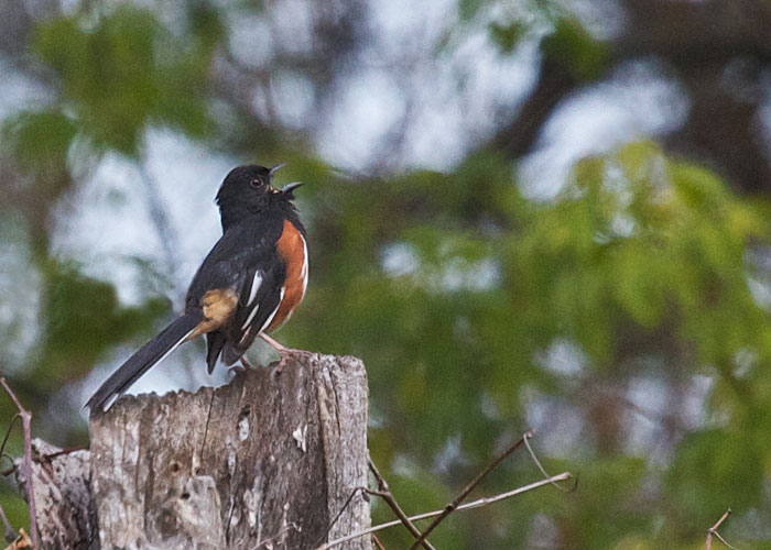 eastern towhee