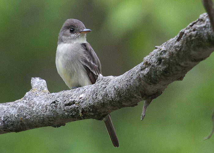 Eastern Wood-Pewee
