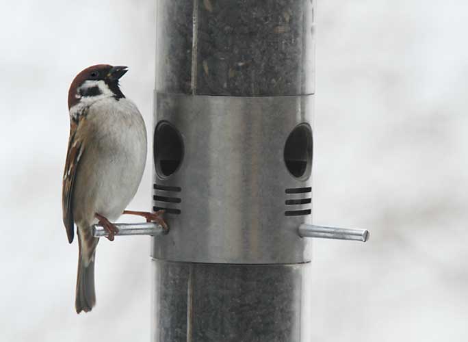 Eurasian Tree Sparrow