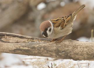 Eurasian Tree Sparrow